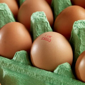 Codificador de huevos Codificador de huevos